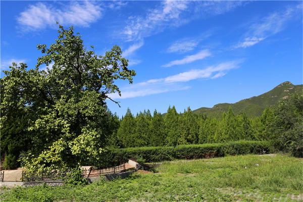 桃峰陵园墓地价格一览2024年最新