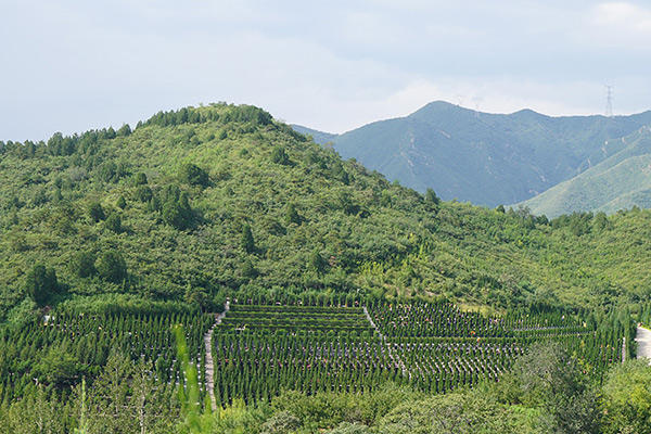 皇家龙山陵园公墓怎么样，咨询电话是多少？