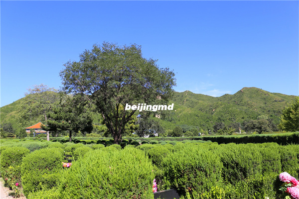 著名诗人邵燕祥在北京逝世享年87岁