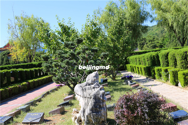 昌平十三陵景仰园骨灰林节地生态葬（树葬...）为未来发展方向