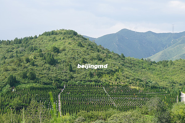 九里山公墓价格多少钱？