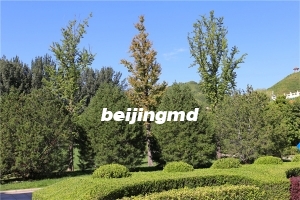 天慈墓园还在售吗？陵园扫墓的人多吗？