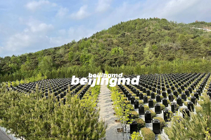 北京市潮白陵园党支部组织党员参与献爱心活动