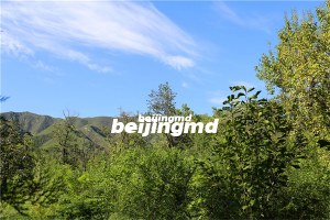 山东省发布新公墓管理办法 生态墓穴不低于墓穴总数70%