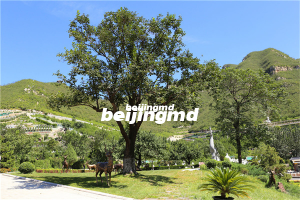 北京哪有花葬树葬？花葬树葬有什么好处