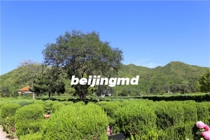 北京金山陵园电话多少地址在哪？现在能预约扫墓吗？