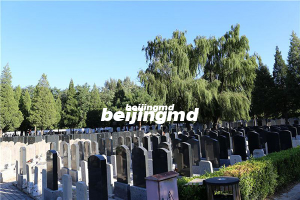 探访陵园风光：九公山长城纪念林深度体验行