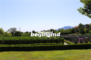 景仰园骨灰林风水怎么样？