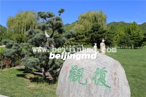 陵园绿化