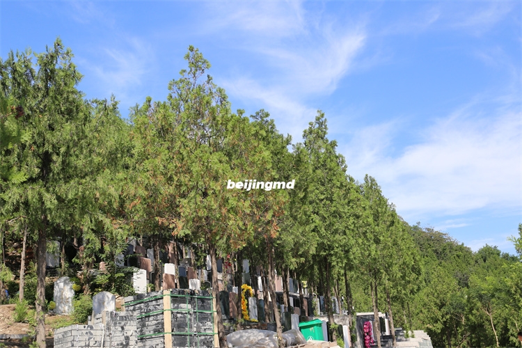 九里山二区公墓环境