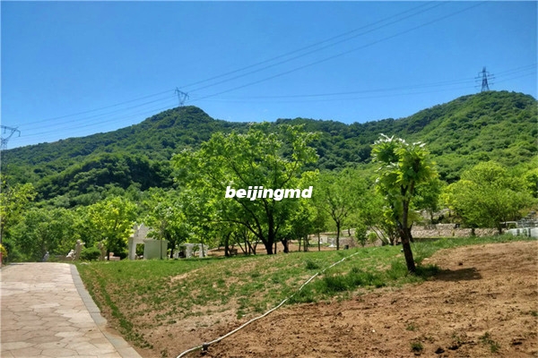 九公山长城纪念林绿化环境